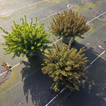 Erica carnea WINTER LADIES MIX