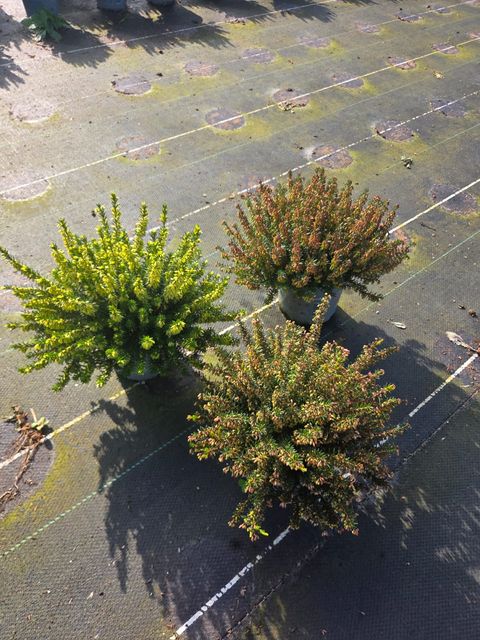 Erica carnea WINTER LADIES MIX