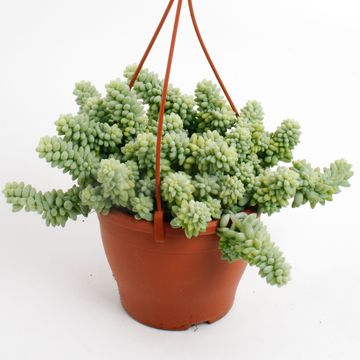 Sedum burrito