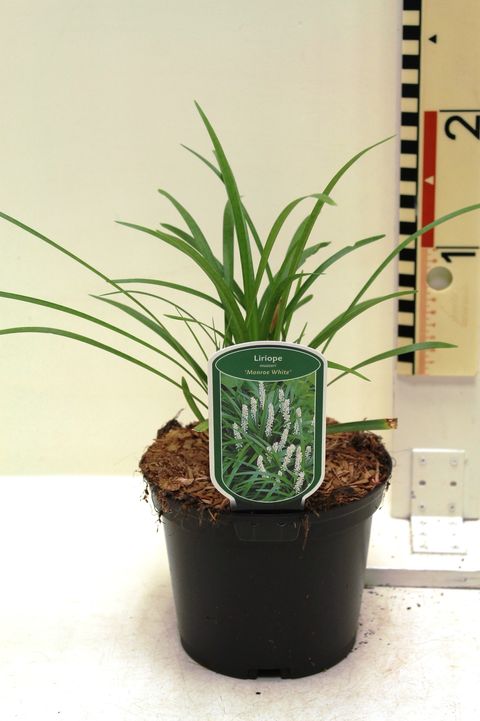 Liriope muscari 'Monroe White'