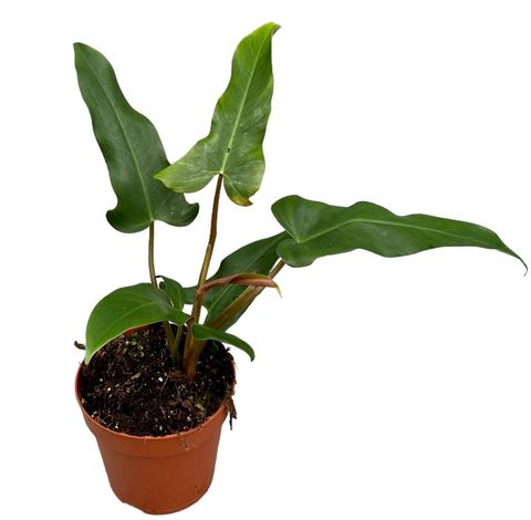 Philodendron mexicanum