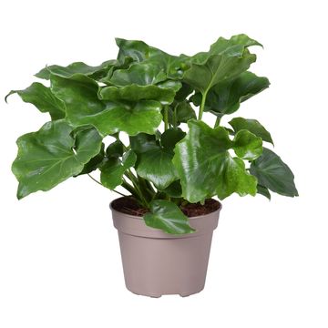 Philodendron selloum