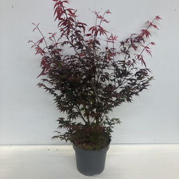 Acer palmatum 'Atropurpureum'