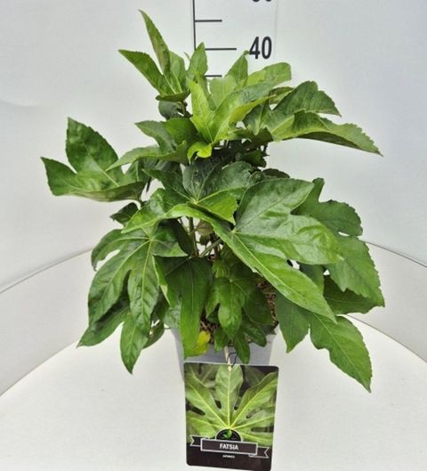 Fatsia japonica