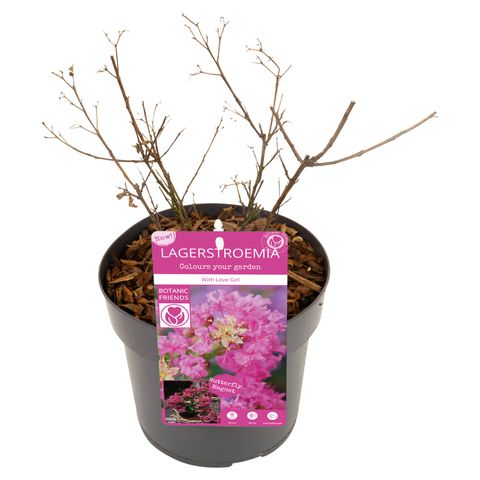 Lagerstroemia indica WITH LOVE GIRL