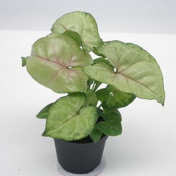 Syngonium SPECKLE