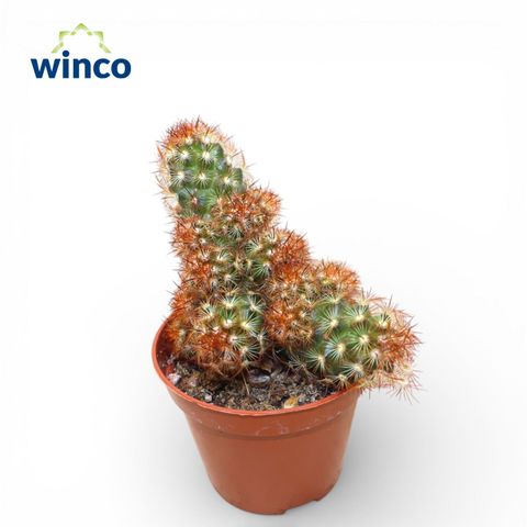Mammillaria elongata rubra