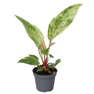 Anthurium 'Renaissance Variegata'