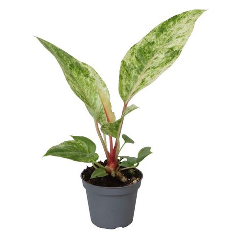 Anthurium 'Renaissance Variegata'