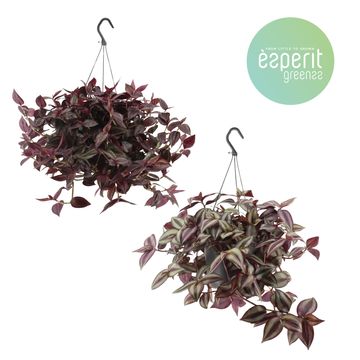 Tradescantia MIX