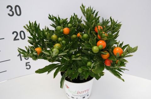 Solanum pseudocapsicum 'Mandarin'