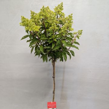 Hydrangea paniculata GARDENLIGHTS REDLIGHT