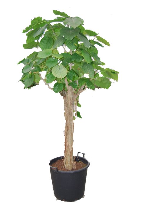 Ficus umbellata