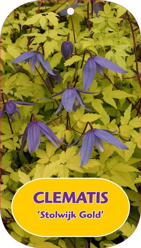 Clematis 'Stolwijk Gold' (A)