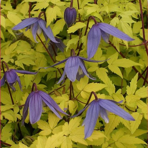 Clematis 'Stolwijk Gold' (A)