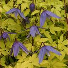 Clematis 'Stolwijk Gold' (A)