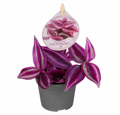 Tradescantia 'Pink Paradise'