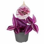 Tradescantia 'Pink Paradise'