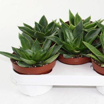Echeveria 'Mexico'