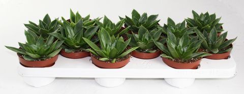 Echeveria 'Mexico'