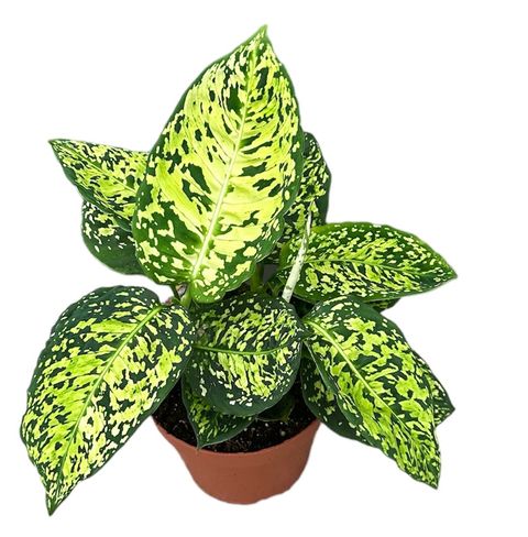 Dieffenbachia 'Reflector'