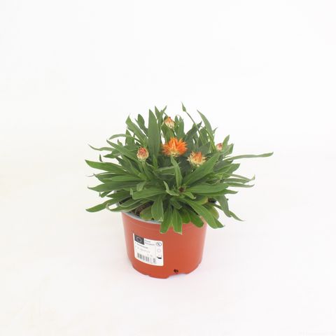 Xerochrysum MOHAVE ORANGE DREAM