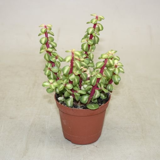 Portulacaria Afra Variegata P8 5 Cm H16 Cm Plant Wholesale Floraccess