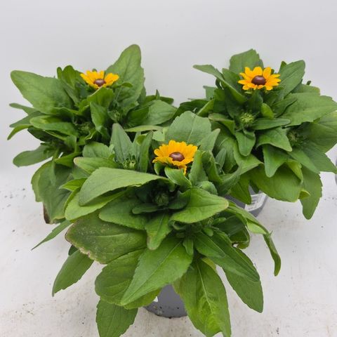 Rudbeckia hirta 'Toto'