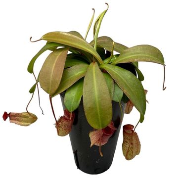Nepenthes 'Sam'