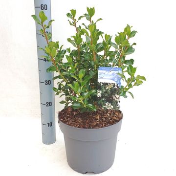 Escallonia 'Iveyi'