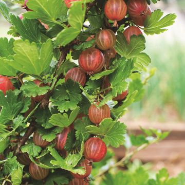 Ribes uva-crispa 'Hinnonmäki Röd'