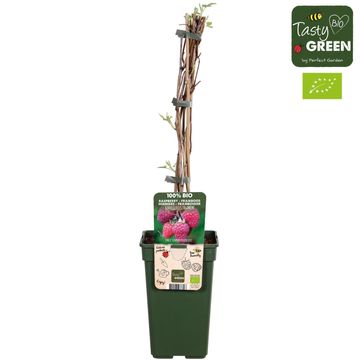 Rubus idaeus 'Tulameen'