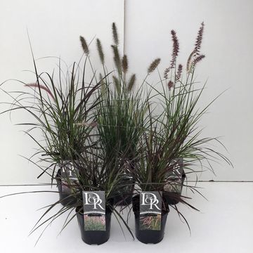 Pennisetum MIX