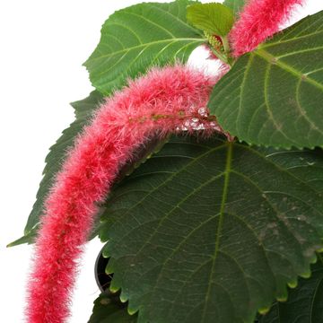 Acalypha hispida