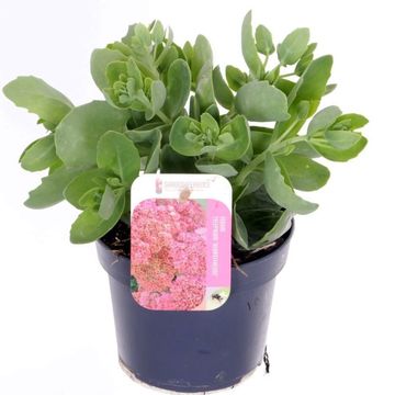 Sedum telephium SEDUCTION ROSE CHARM