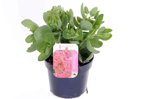 Sedum telephium SEDUCTION ROSE CHARM