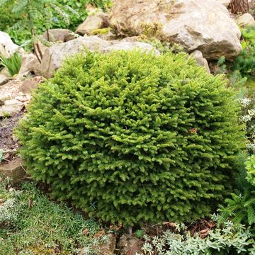 Picea abies 'Nidiformis'