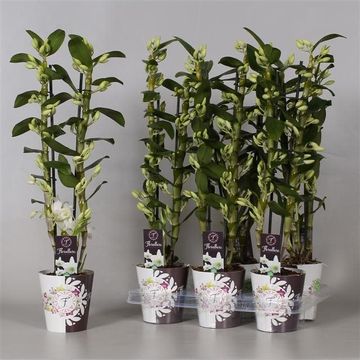 Dendrobium nobile STAR CLASS APOLLON