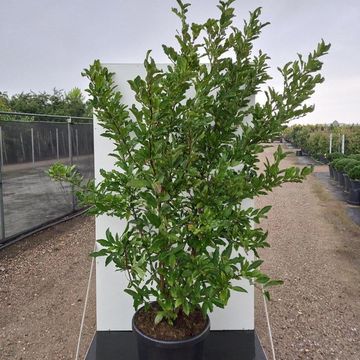 Magnolia stellata