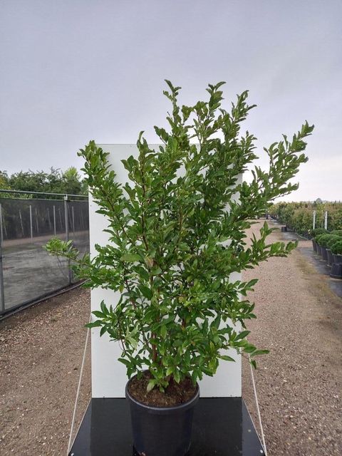 Magnolia stellata