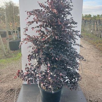 Loropetalum chinense BLACK PEARL