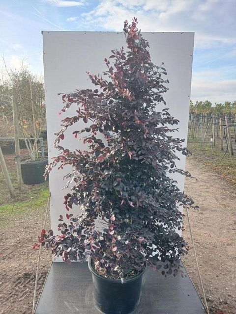 Loropetalum chinense BLACK PEARL