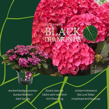 Hydrangea macrophylla BLACK DIAMONDS MIX