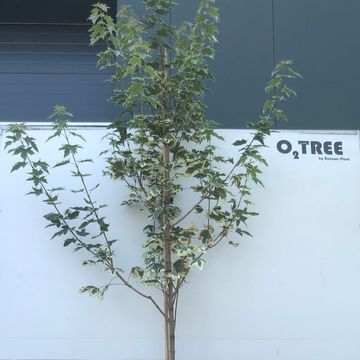 Acer platanoides 'Drummondii'