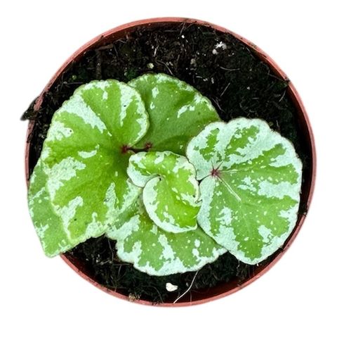 Begonia 'Temuyuk Silver'