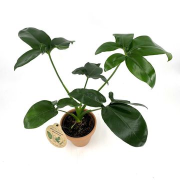 Philodendron 'Green Wonder'