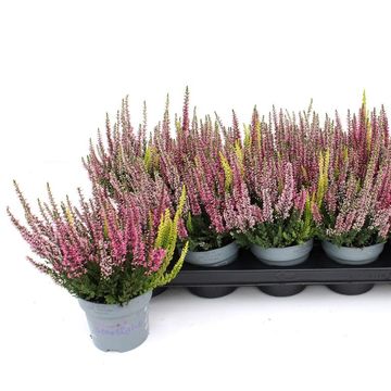 Calluna vulgaris BEAUTY LADIES MIX IN POT