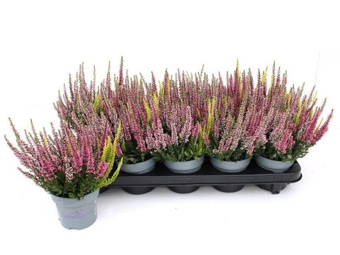Calluna vulgaris BEAUTY LADIES MIX IN POT