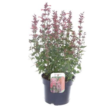 Agastache mexicana SUMMERLONG CORAL