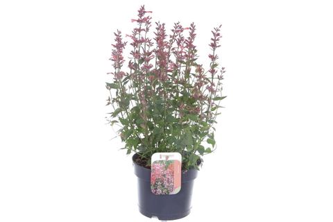 Agastache mexicana SUMMERLONG CORAL